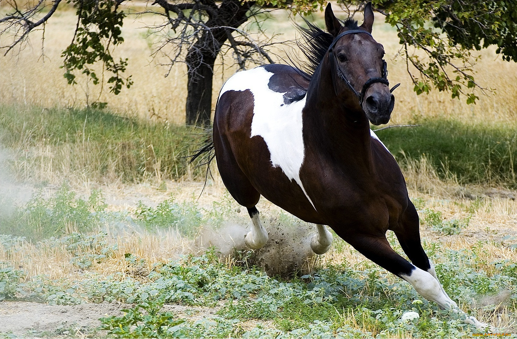 Лошадь Фото Коричнево Белая