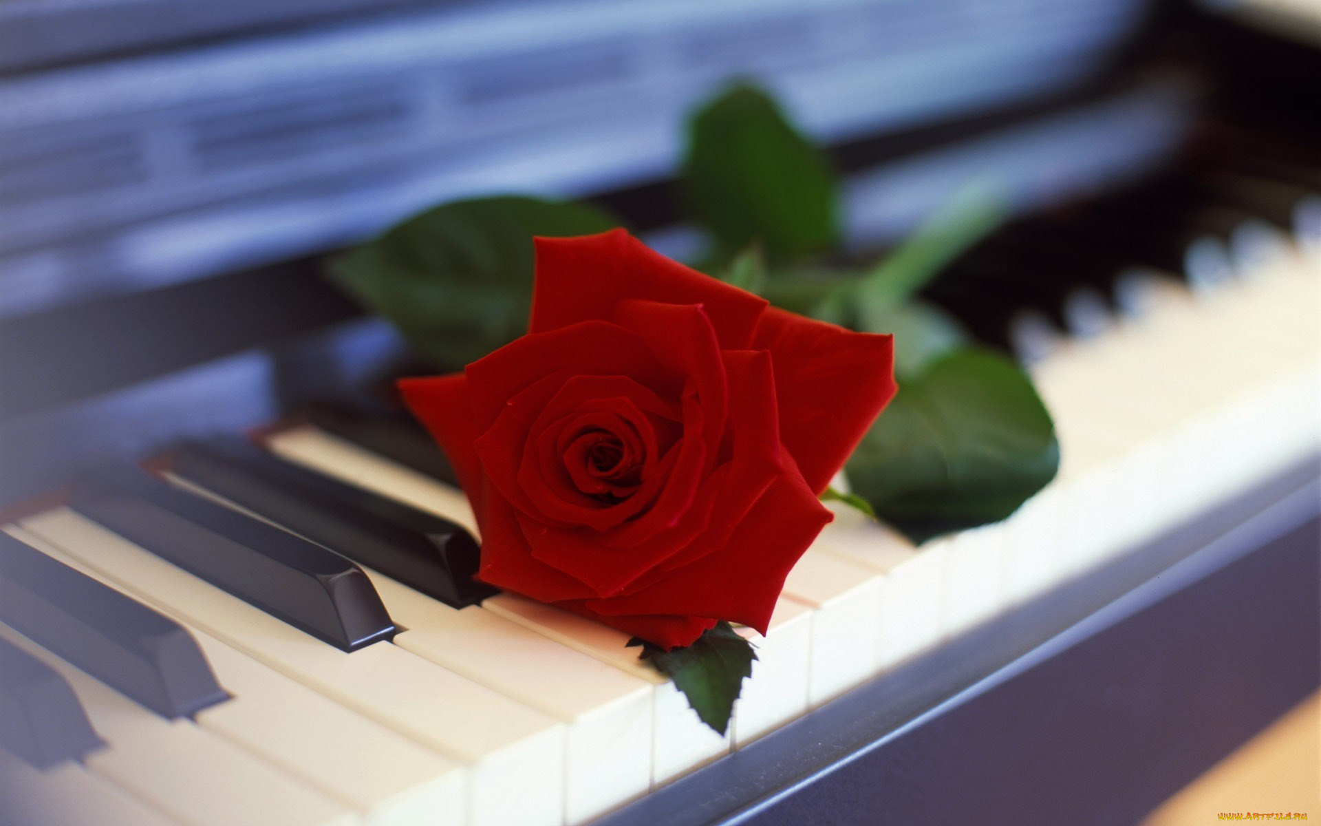 Поздравление С Днем Рождения Видео Клавиатуры Пианино