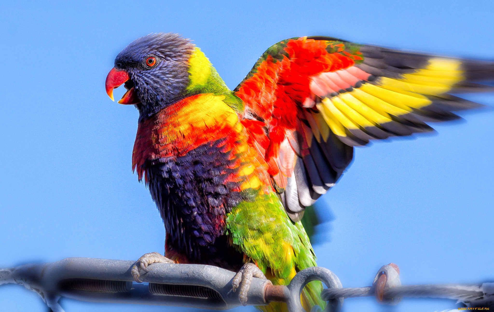 Радужный волнистый попугай красивые фото и картинки
