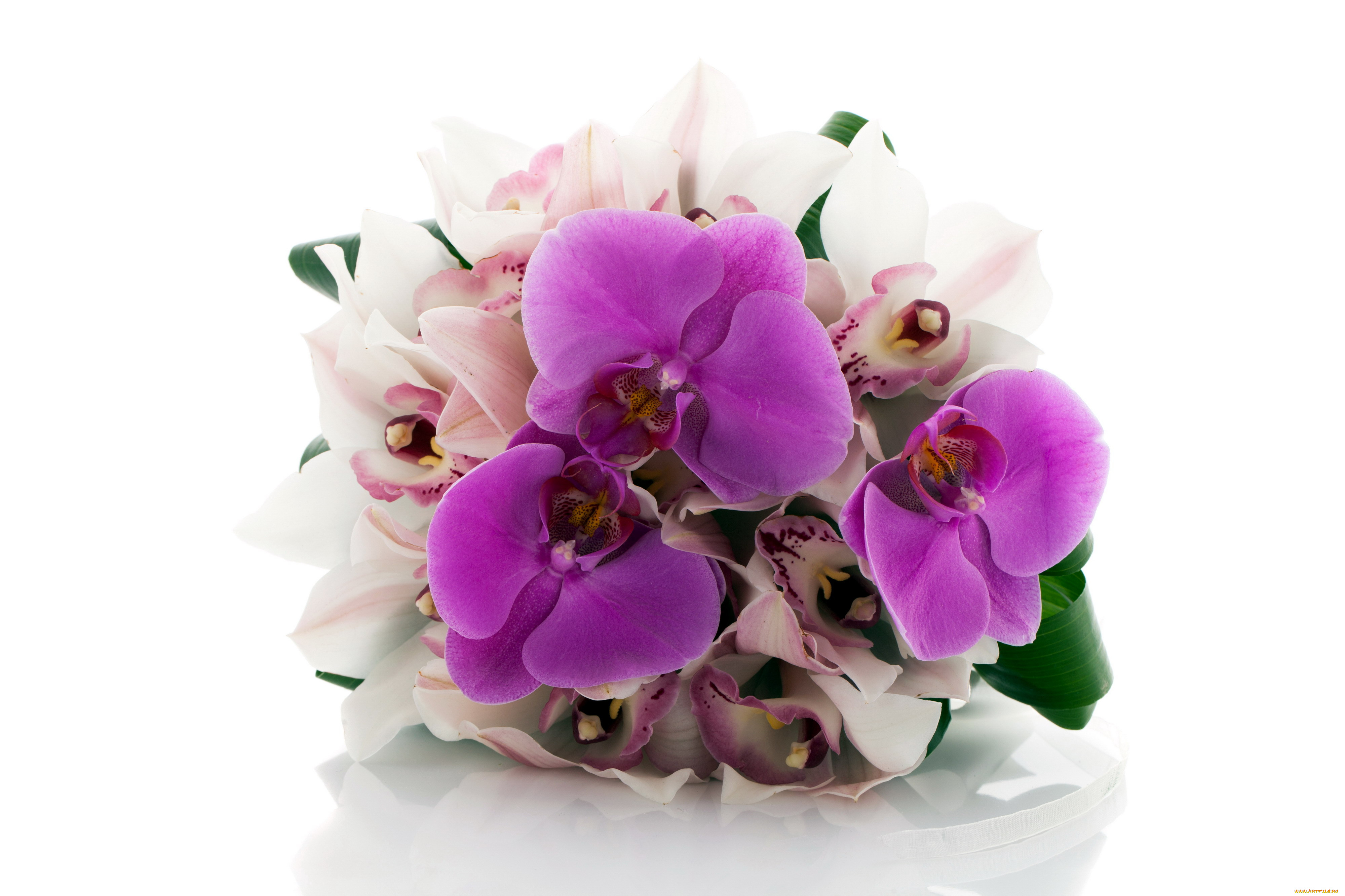 Поздравления С Днем Рождения Цветок Орхидея