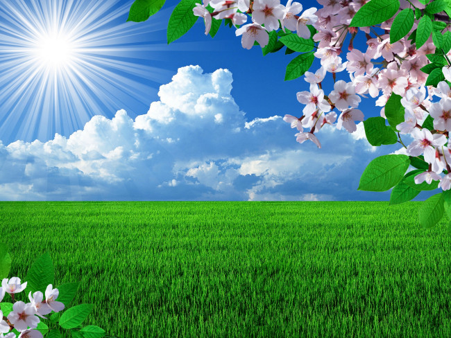 Весеннее цветение вишни на фоне голубого неба с белыми облаками и ярко светящего солнца - обои на рабочий стол 1024x600 1130041