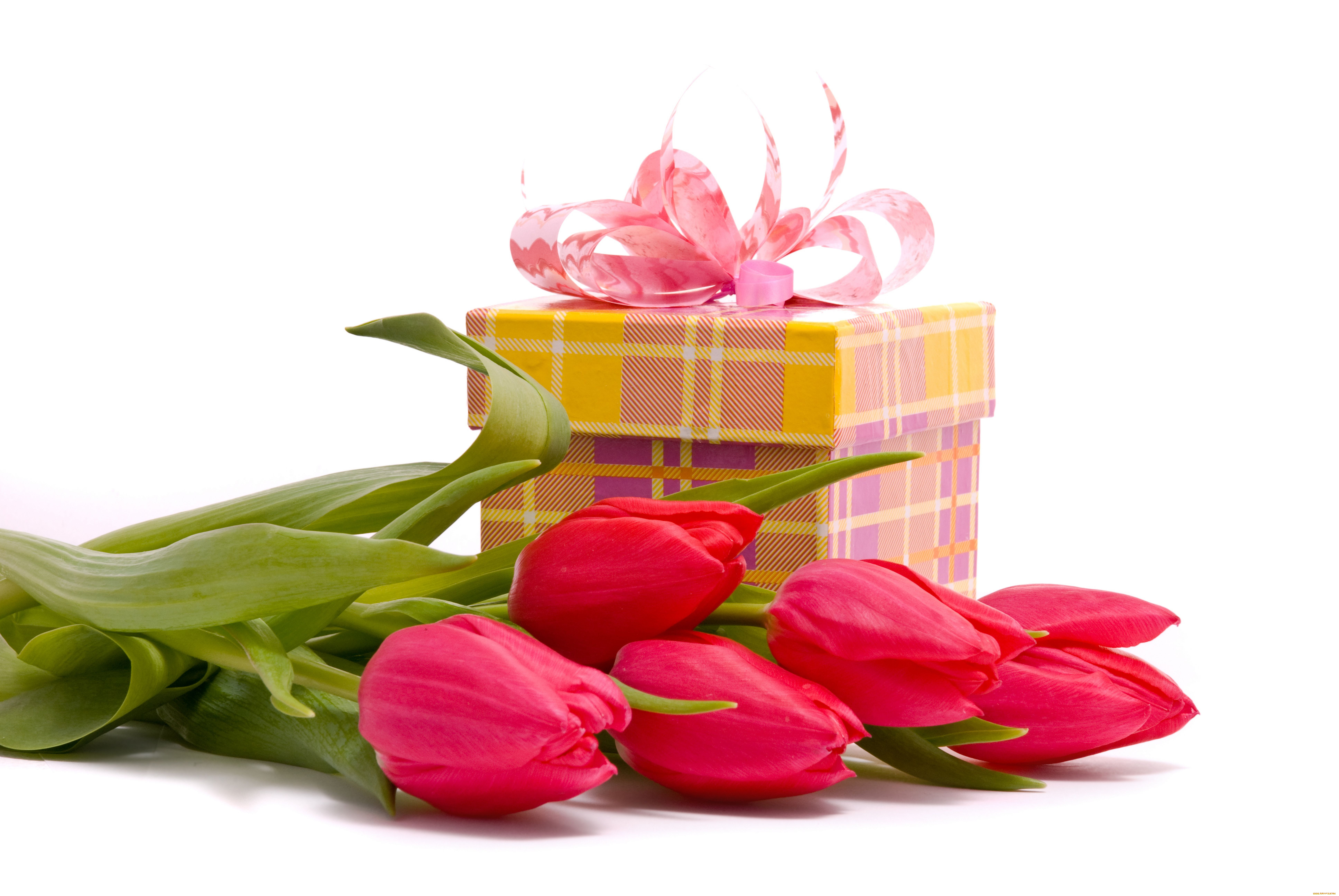 Поздравление С Днем Рождения Женщине Тюльпаны