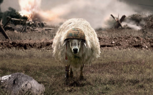 овца, каска, поле, война