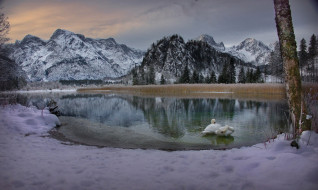 австрия, альпы, лебеди, водоем, снег