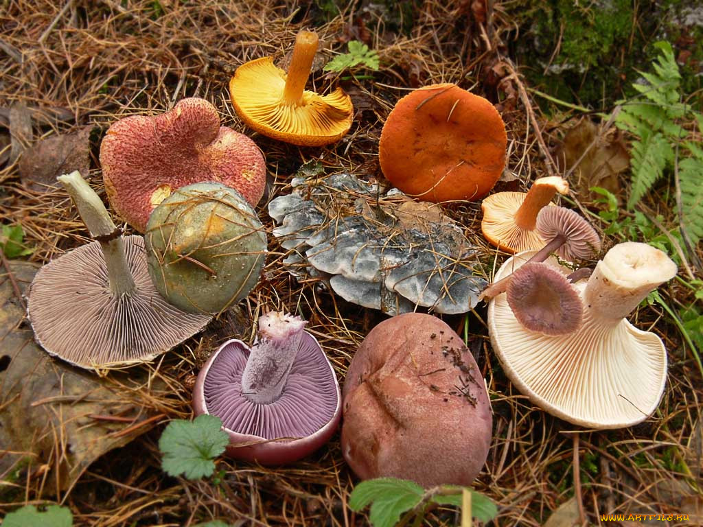 Все виды грибов с фото
