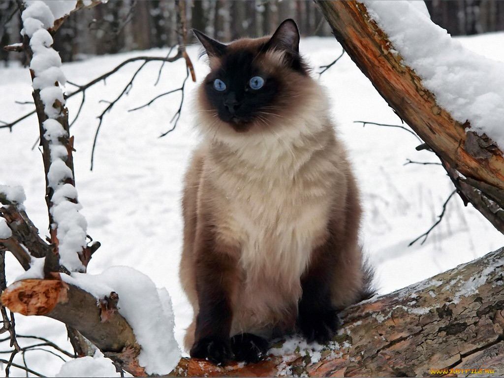 Фото сиамской кошки пушистой