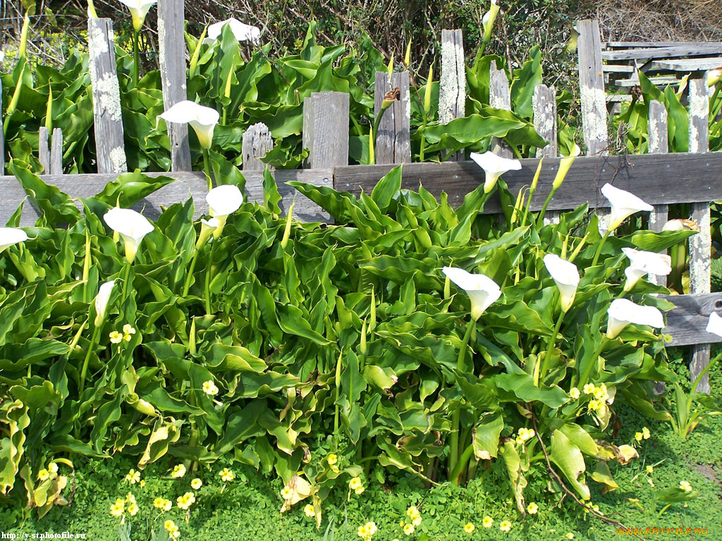 Каллы садовые фото на клумбе