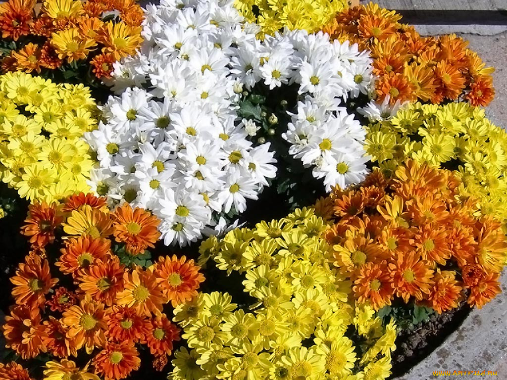 Клубные цветы. Хризантема бакарди микс. Хризантема корейская микс. Хризантема кустовая корона. Хризантема мелкоцветковая.