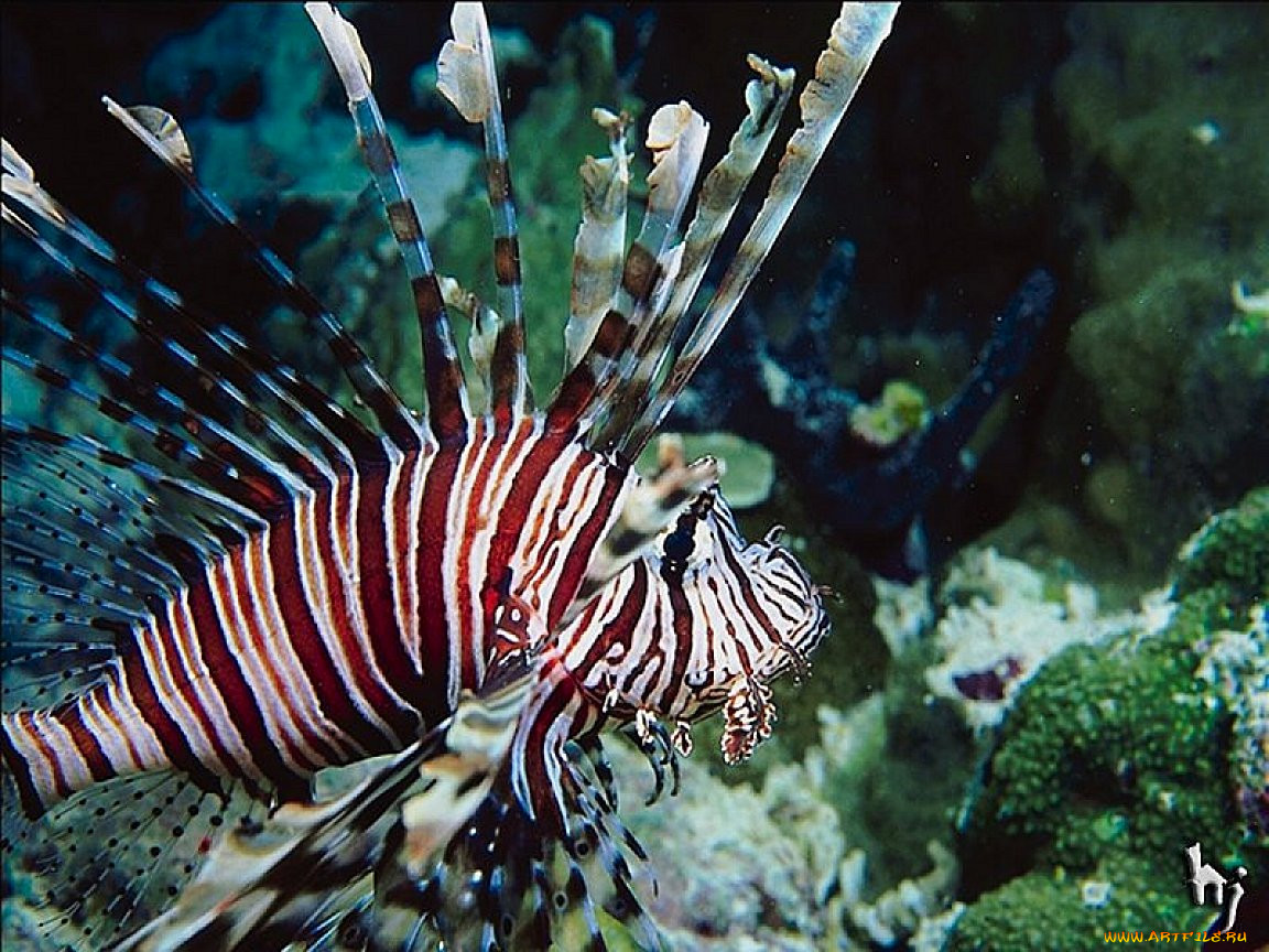 Морские животные картинки с названиями