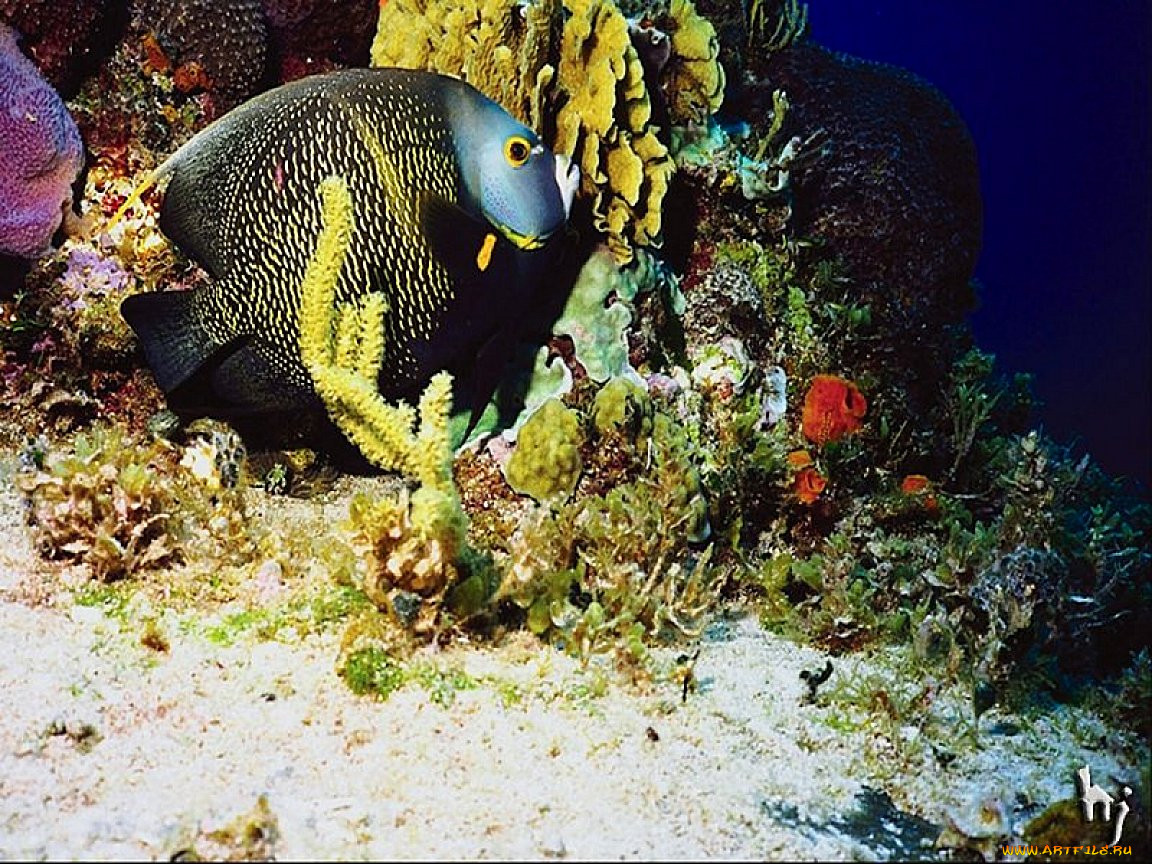 Фауна Черного Моря