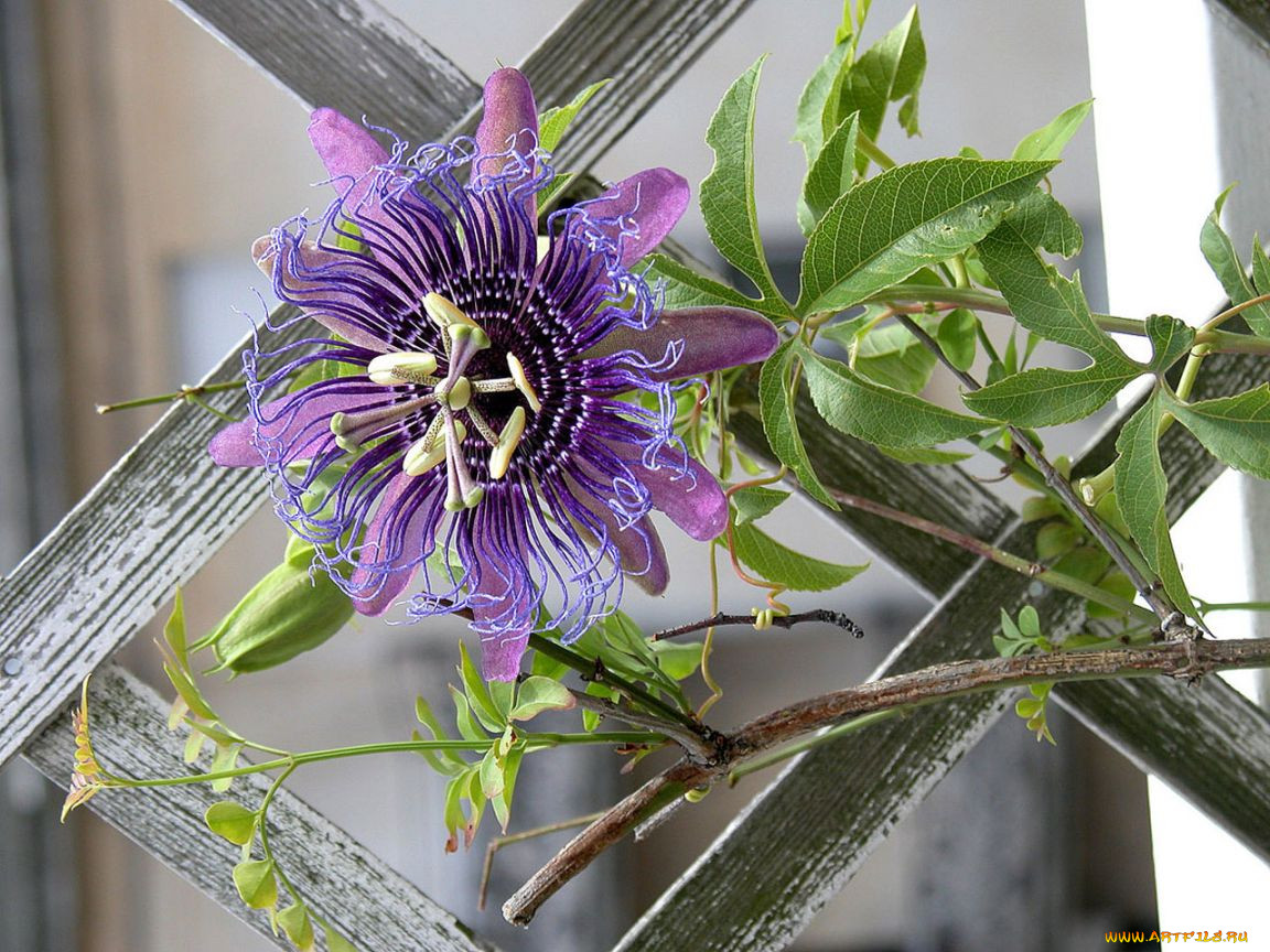 Маракуйя фото растения в домашних условиях комнатный цветок