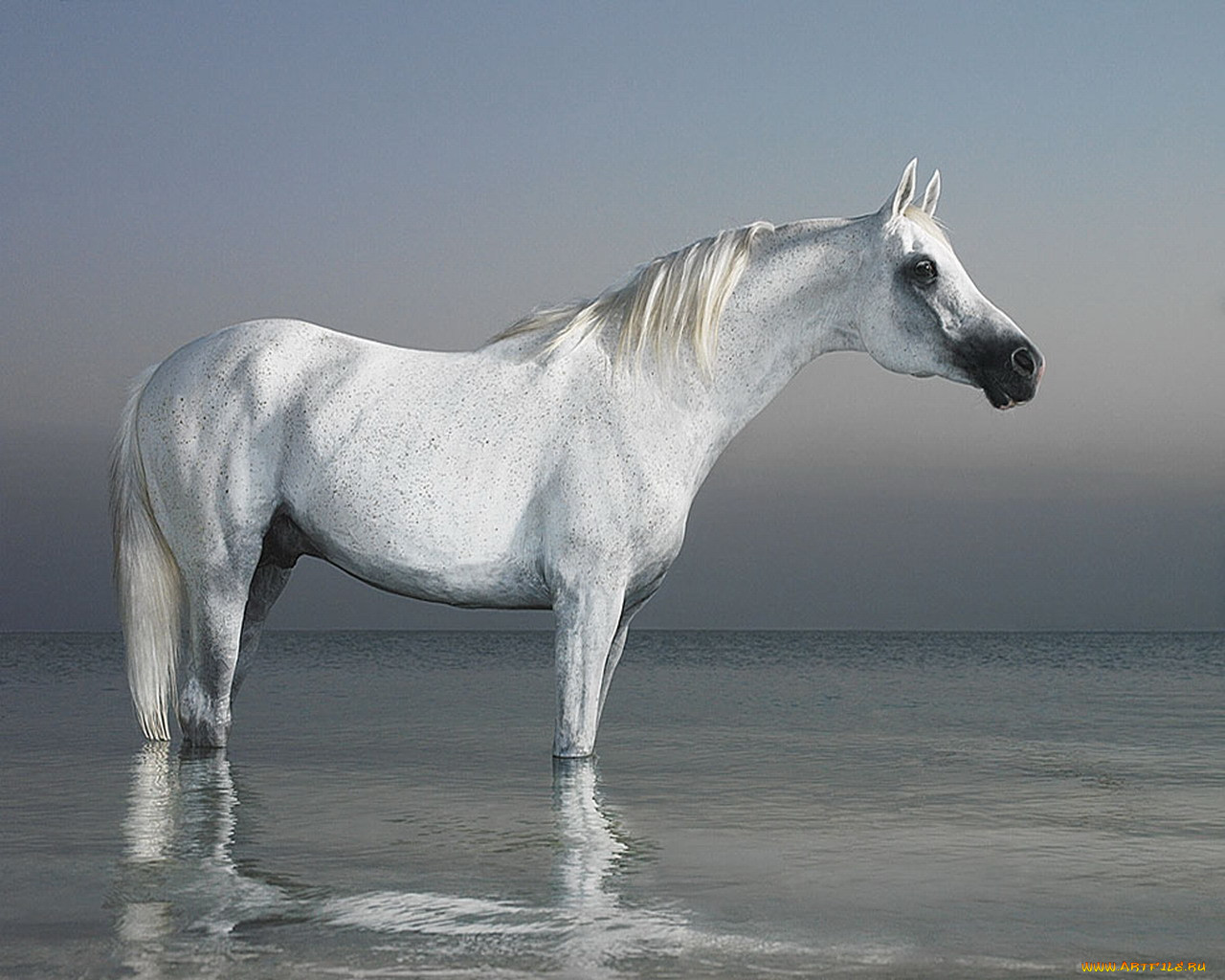 Белая Лошадь