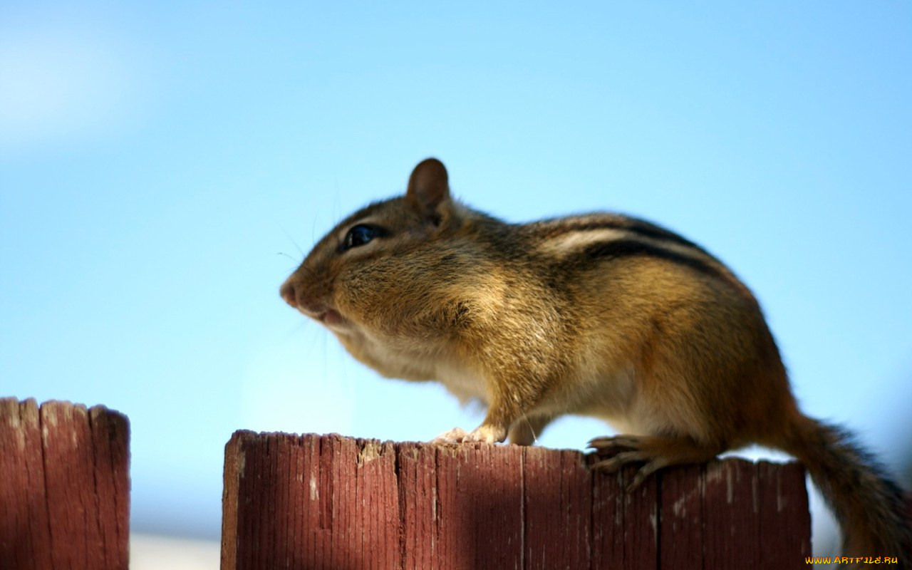 Chipmunk Twitch