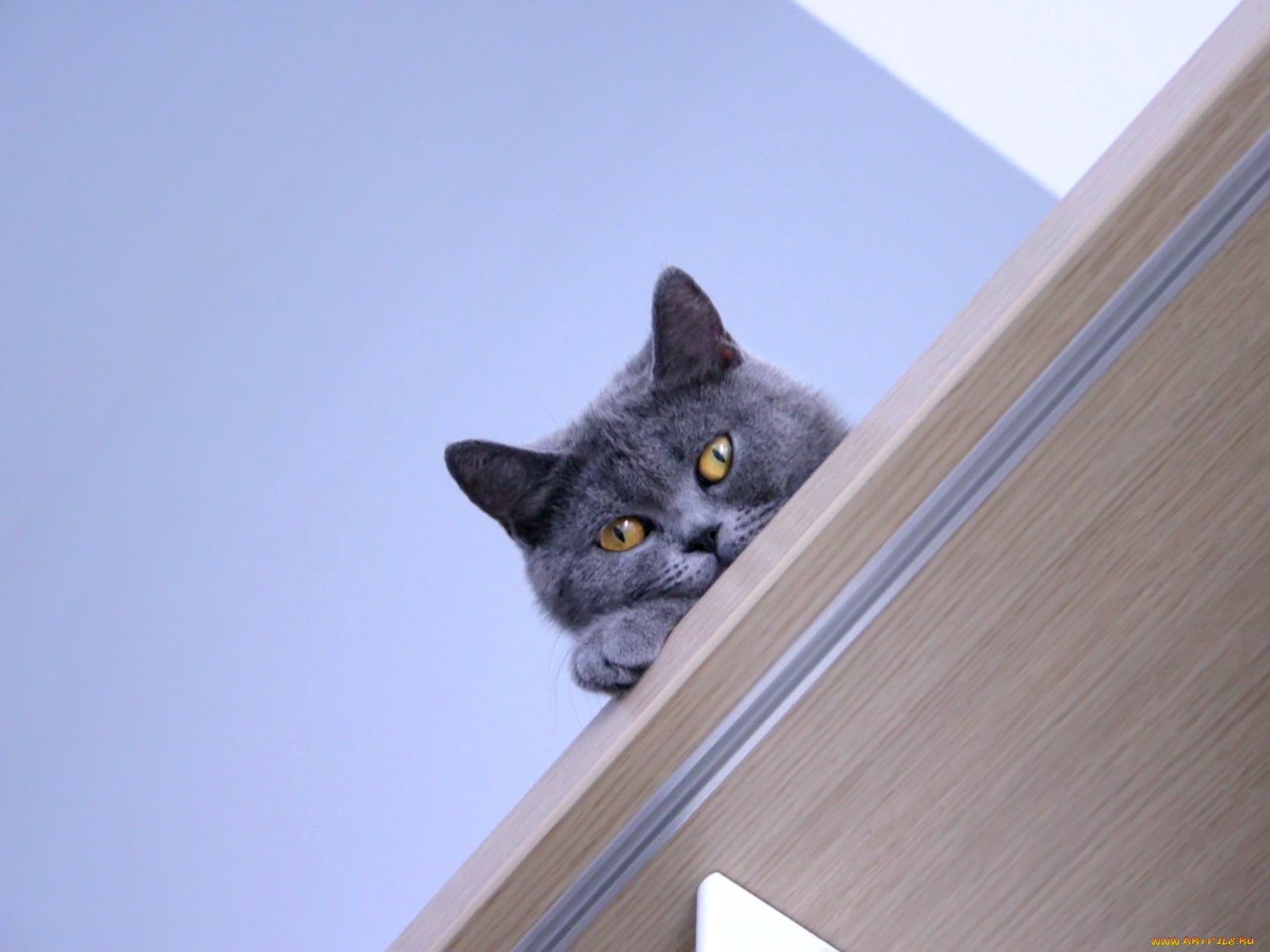 Мне сверху видно все. Котик выглядывает. Кот сверху вниз. Котик выглядывает сверху. Кот выглядывает из шкафчика.