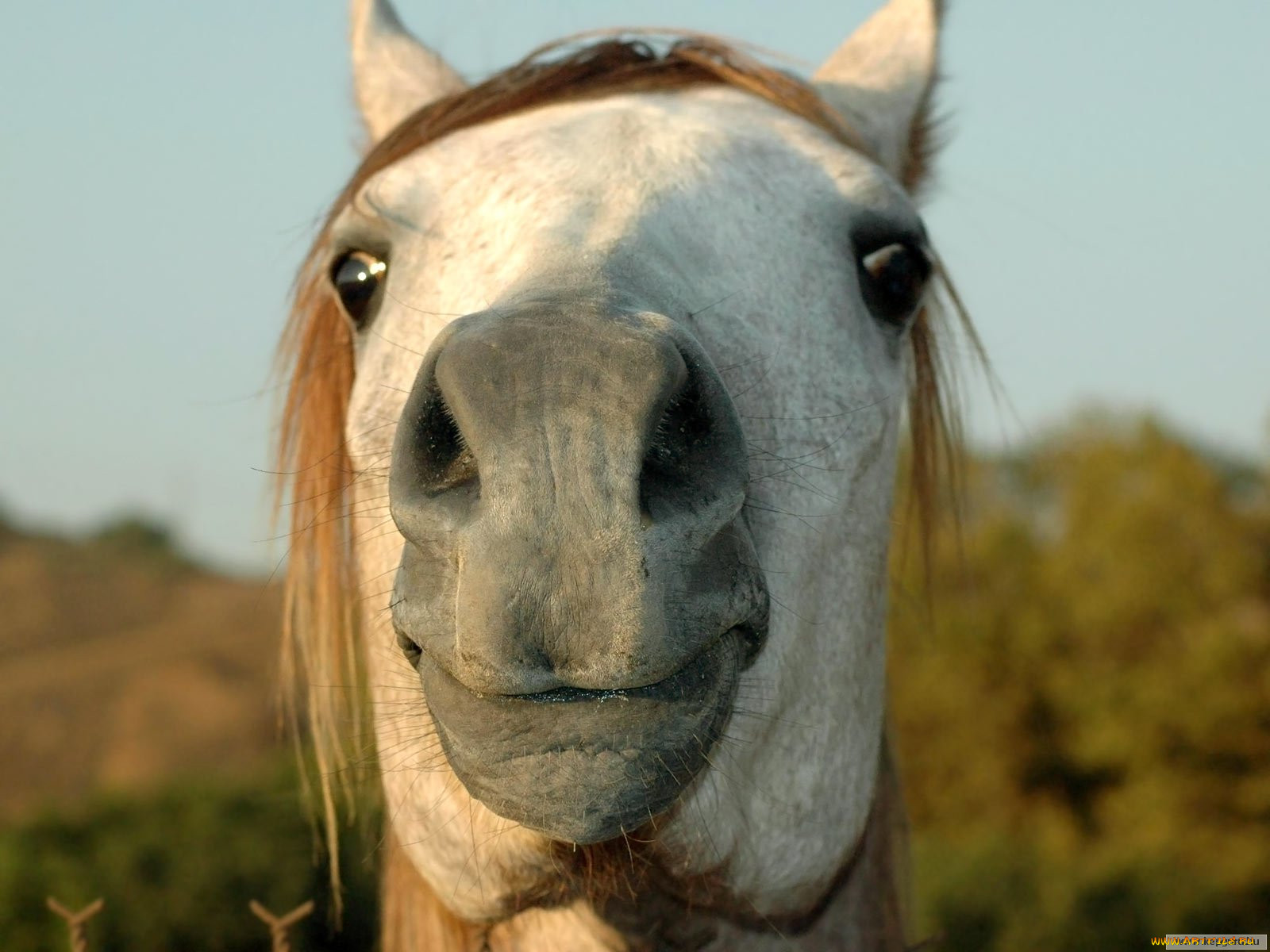 Лошадь прикольные картинки. Прикольный конь. Забавные лошади. Смешная морда лошади. Лошадь улыбается.