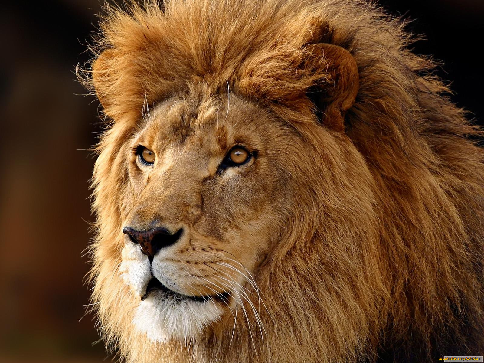 Zack Lion