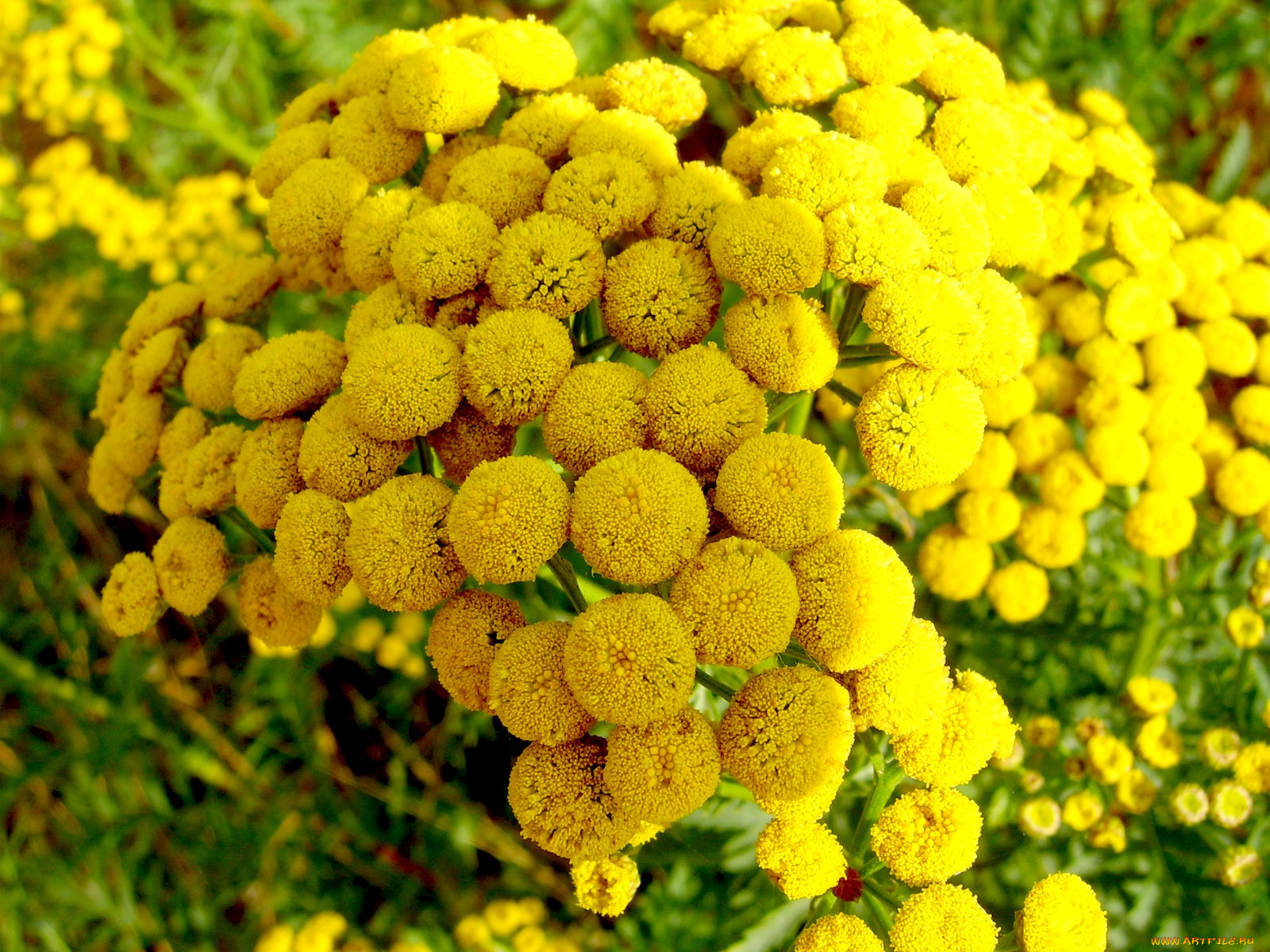 Растение с желтыми цветами фото название