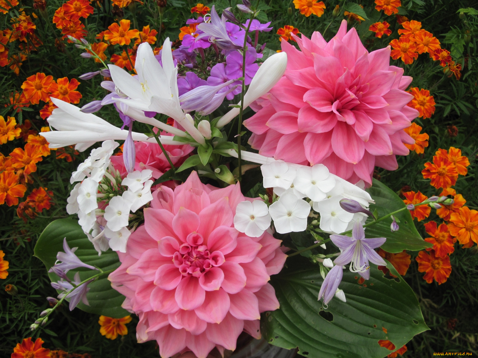 астры и лилии. флоксы в миксбордере. флоксы, циния. мальва эхинацея и гипсофила в клумбе. пионы георгины флоксы.