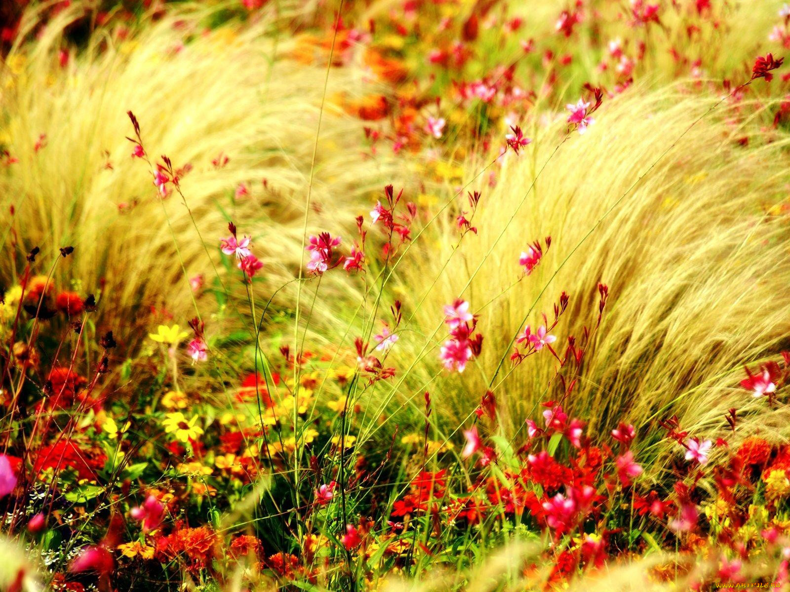 Травка с цветами фото