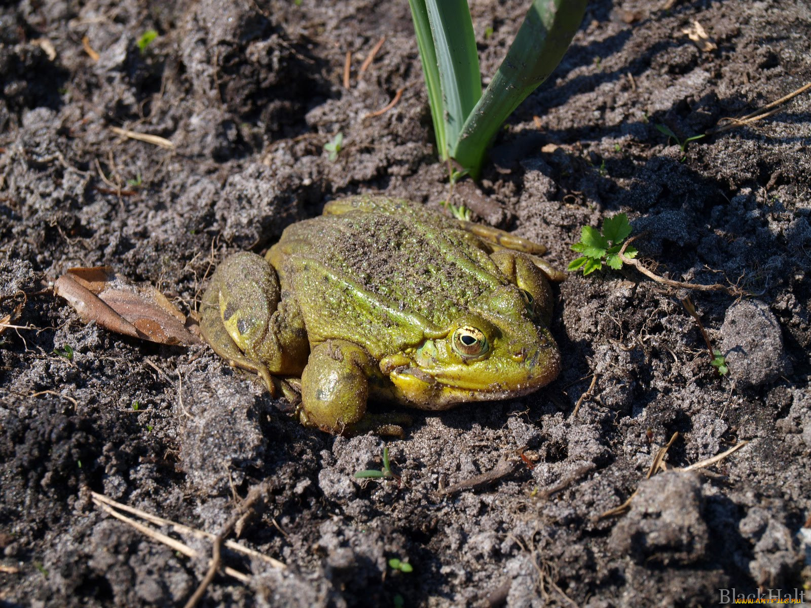 Земляная лягушка на огороде польза или вред фото