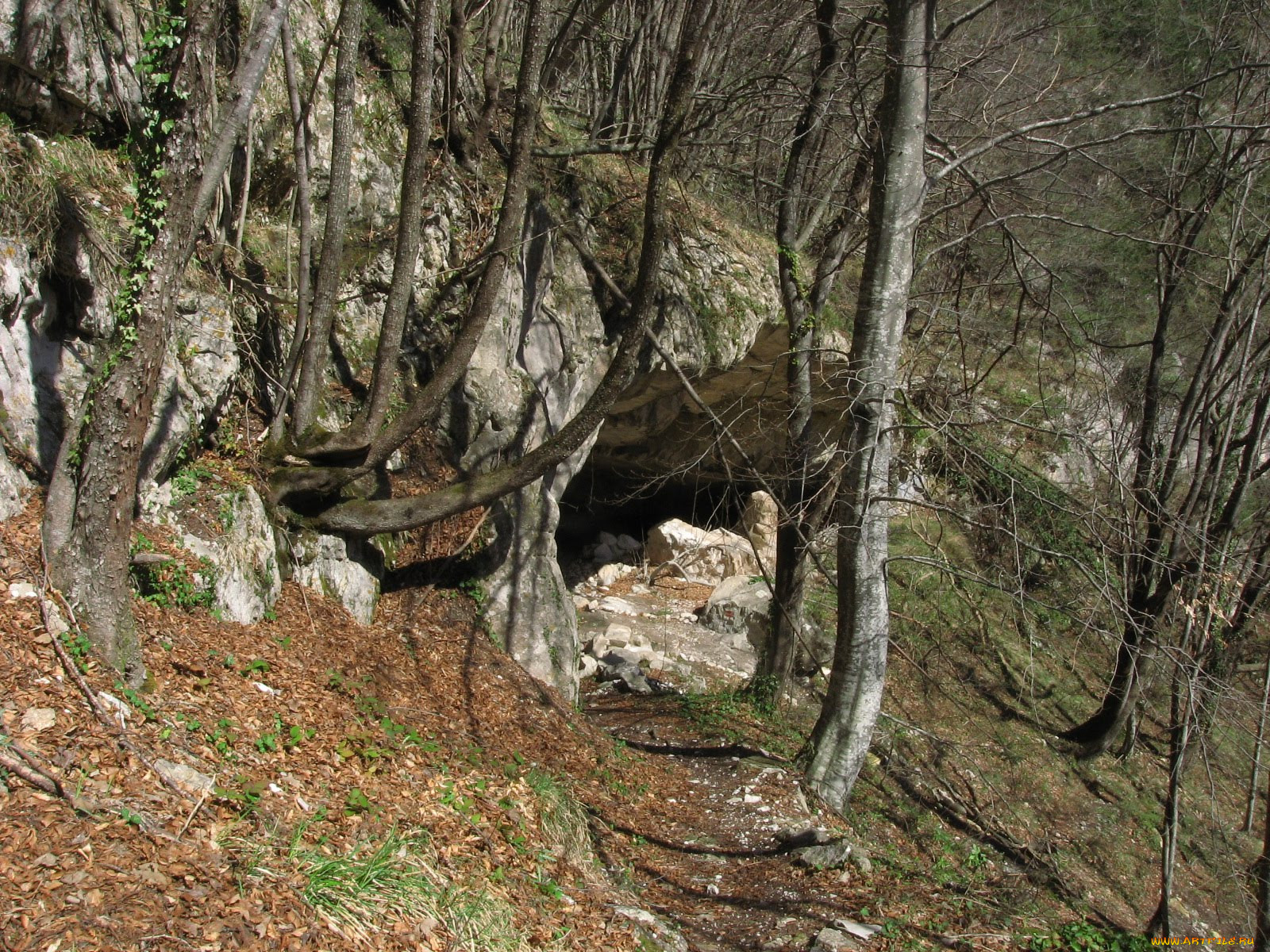 Пещера в лесу картинки