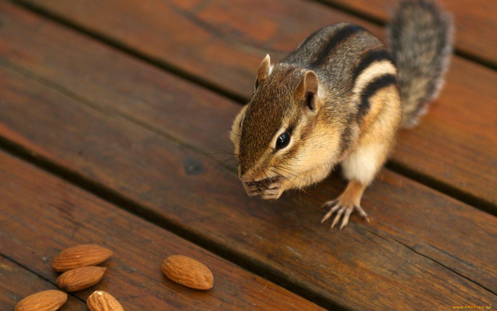 Chipmunk Twitch