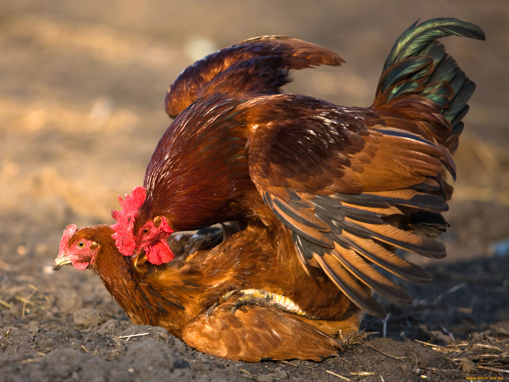 Фотографии курицы и петуха