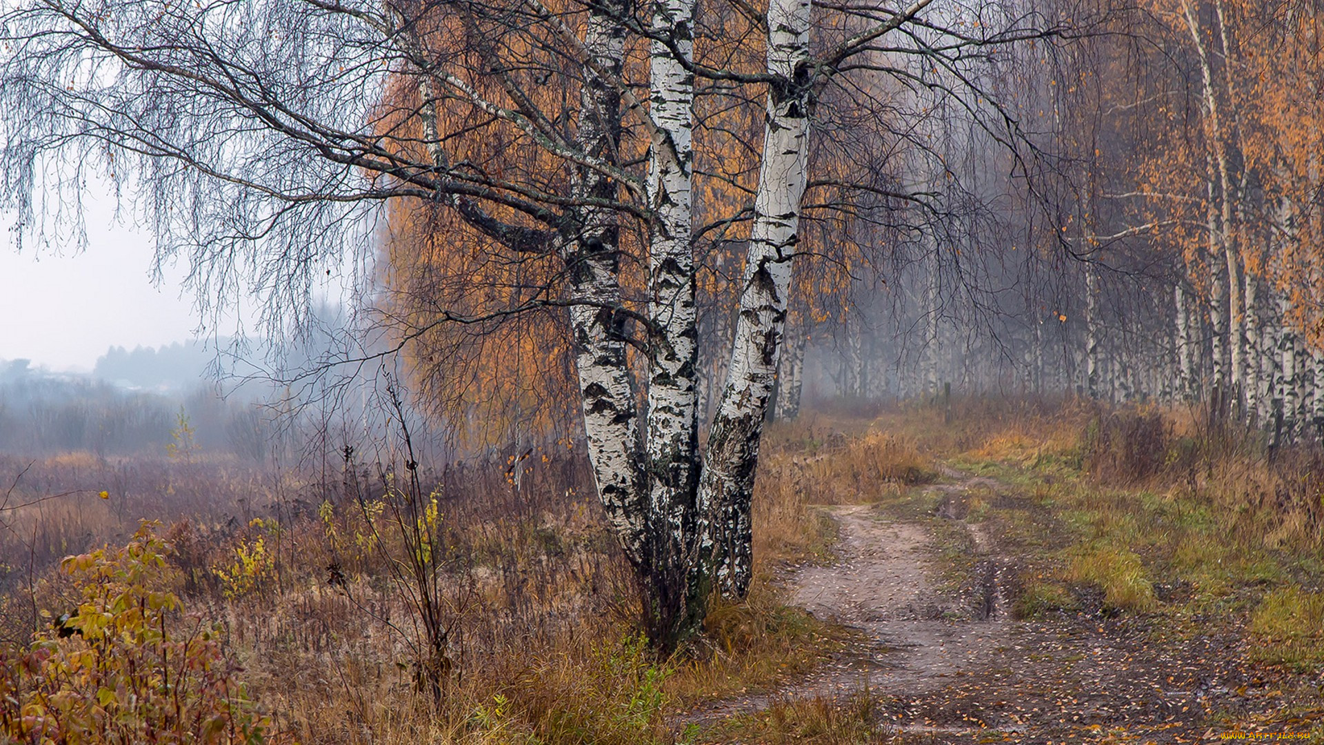 Осенний Березовый Лес Картинки