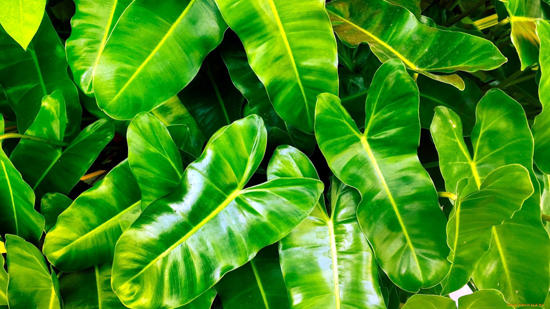 Фотография относится. Tropical leaves photo.