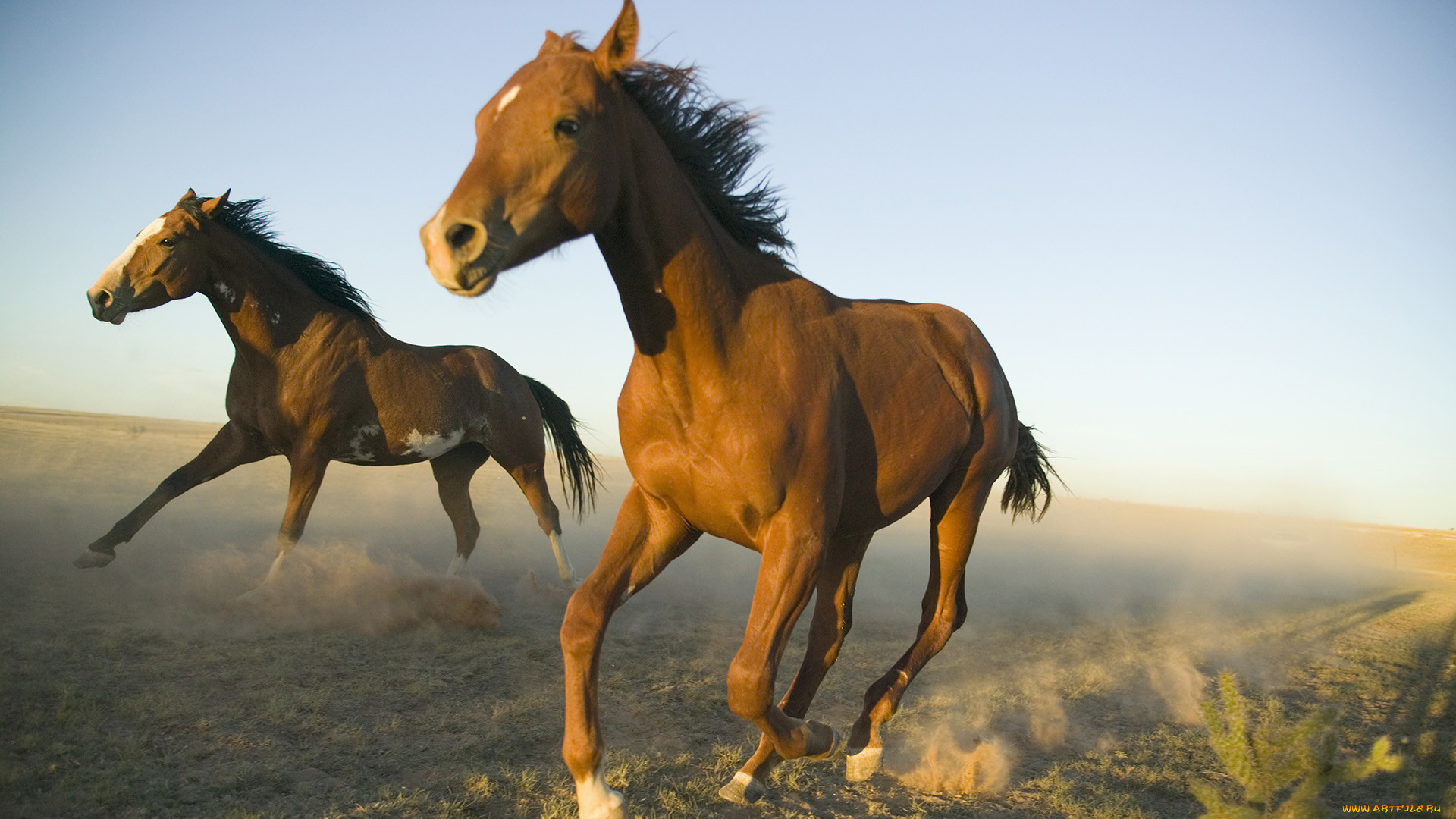 A horse. Дикие Мустанги Дикие лошади. Красивые лошади. Мустанг лошадь. Лошади на рабочий стол.