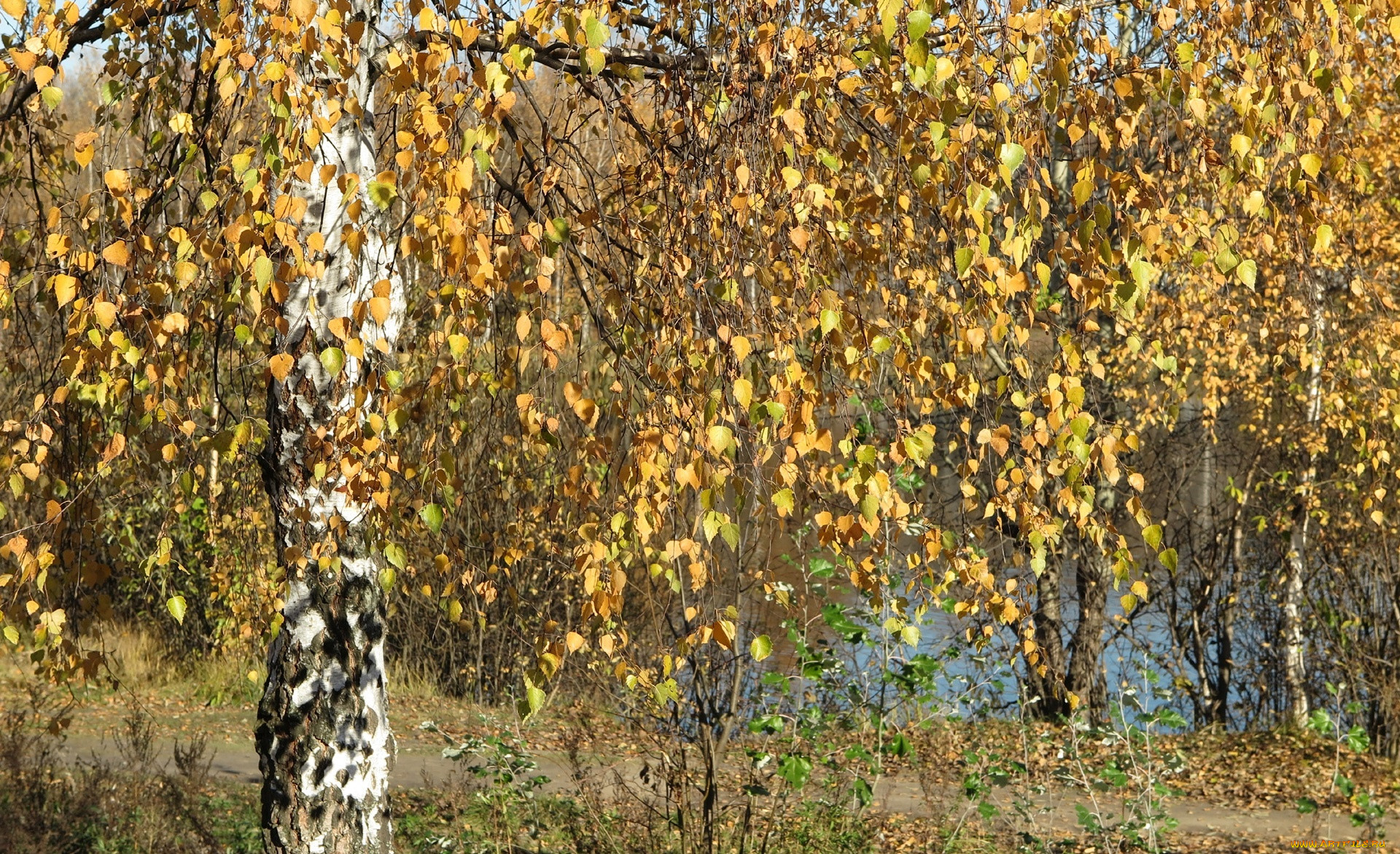Береза Осенью Фото Дерева И Листьев