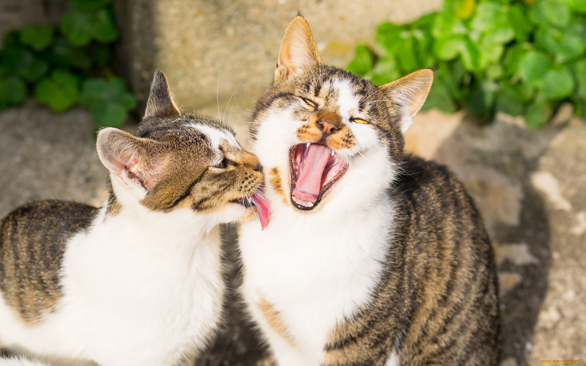 Котики парочки картинки