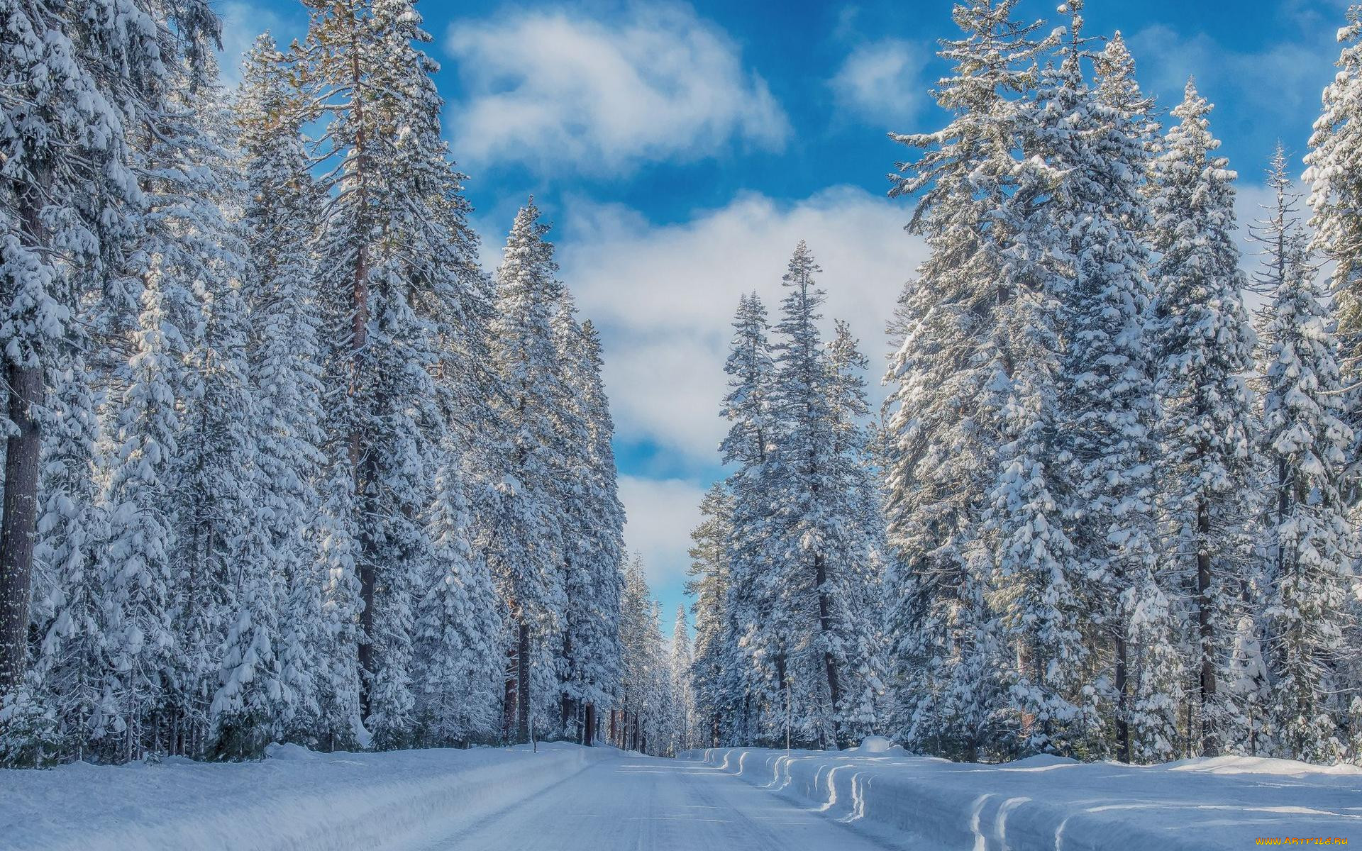 Картинки зимнего леса фото