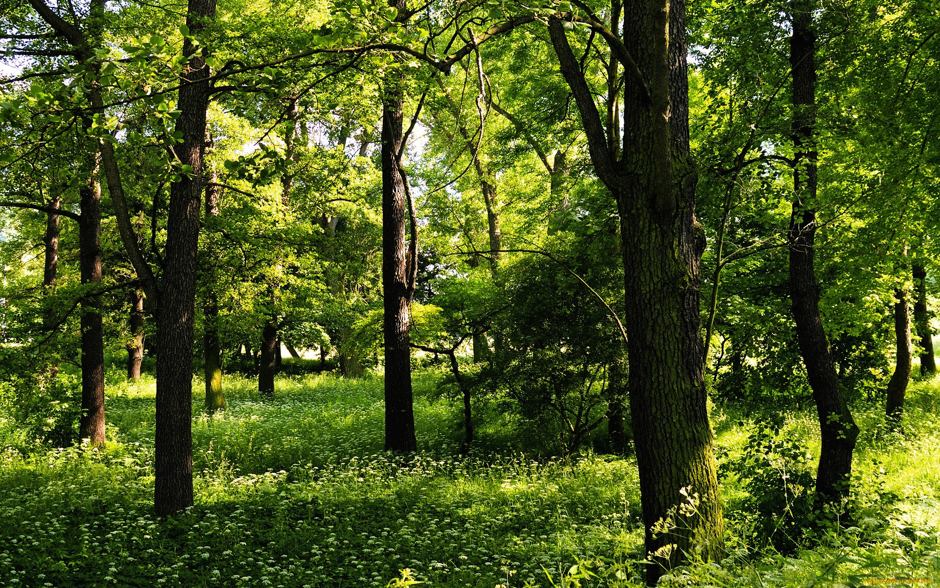 Фото деревьев лето. Великоанадольский лес. Летний лес. Лесные деревья. Летом в лесу.
