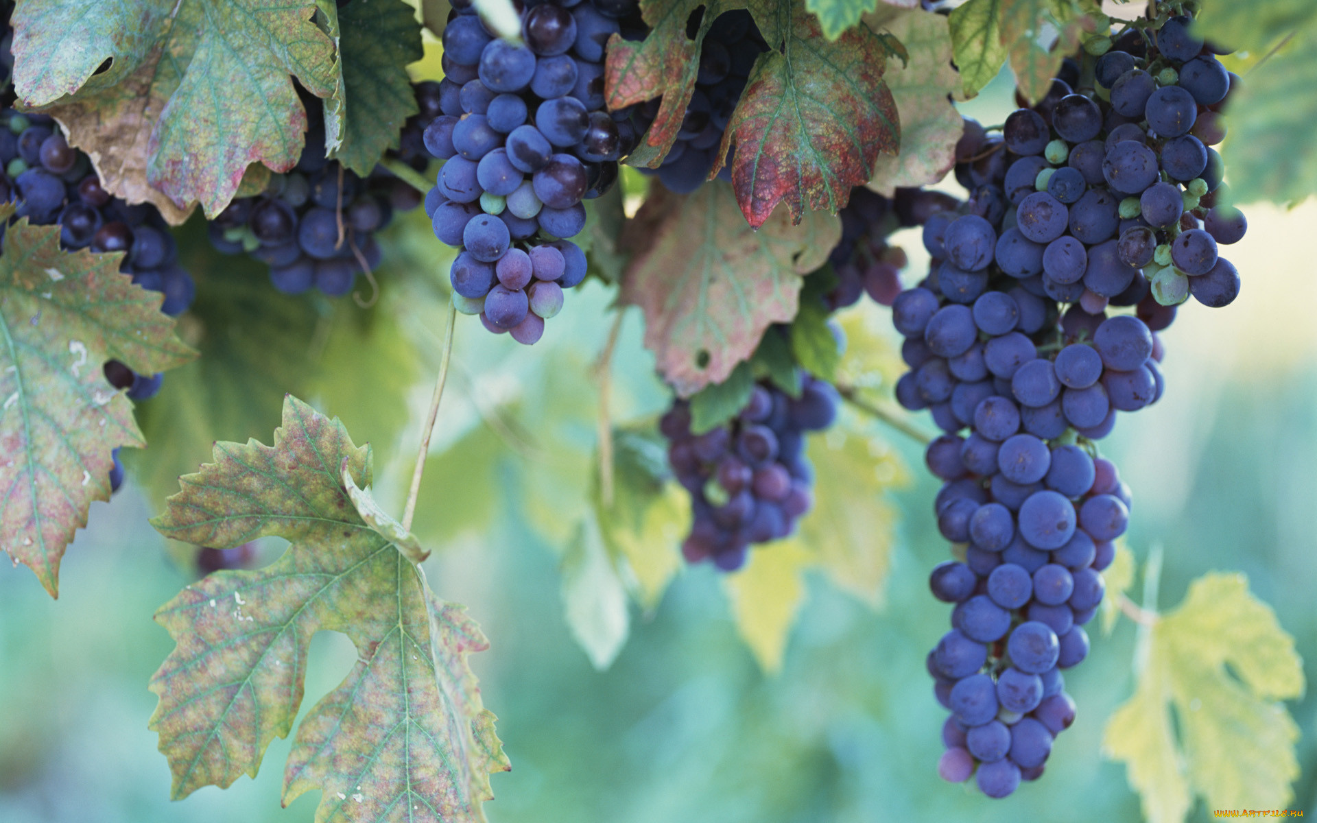 Виноград учитель описание сорта фото. Cercospora Vitis виноград. Виноград плодовый (Vitis/Parthenocissus плодовый Кодрянка bol). Виноград плодовый (Vitis/Parthenocissus плодовый кишмиш 342 bol). Виноград плодовый Лиана.