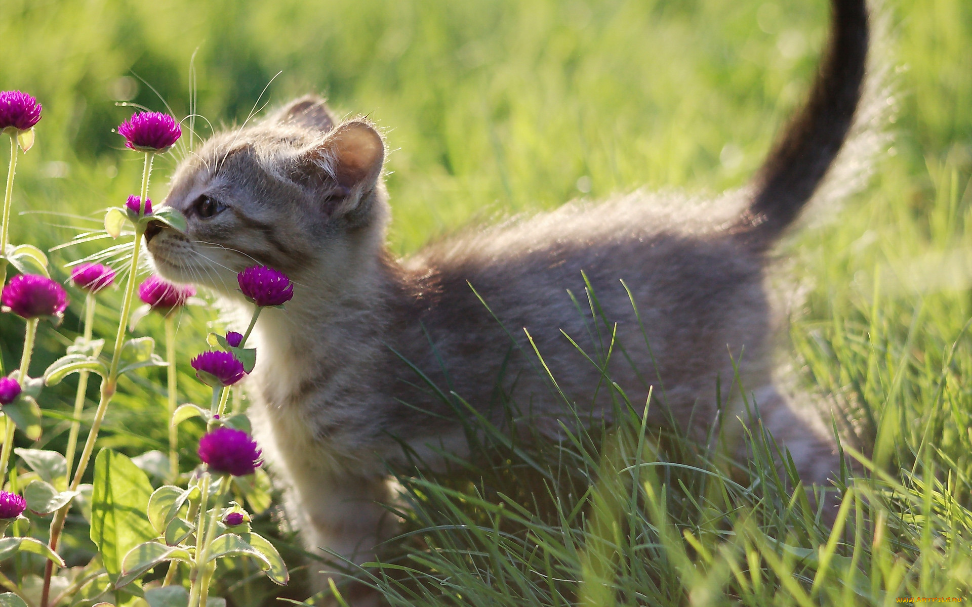 Картинки Животные Котики