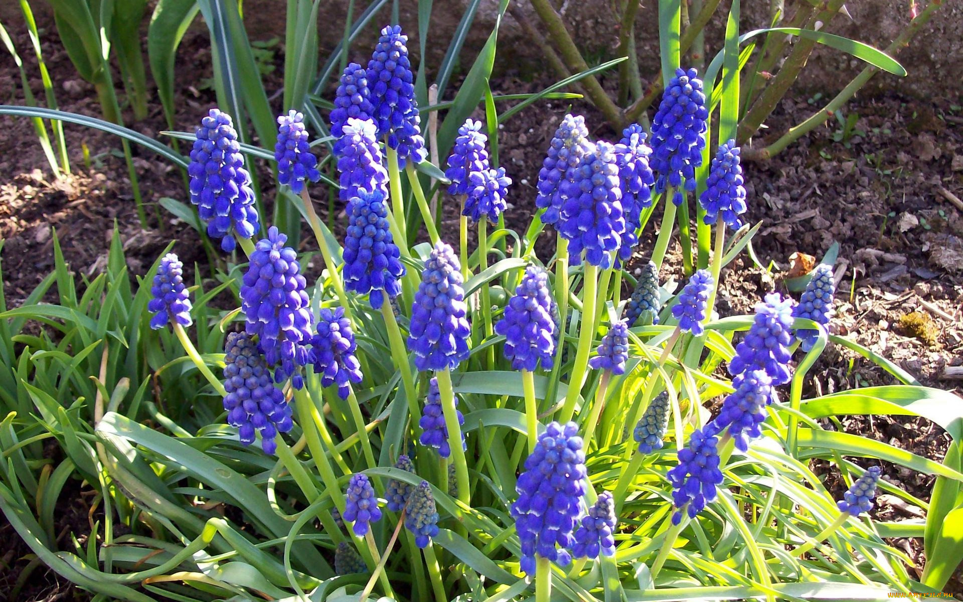 Синие цветы названия с фото многолетние