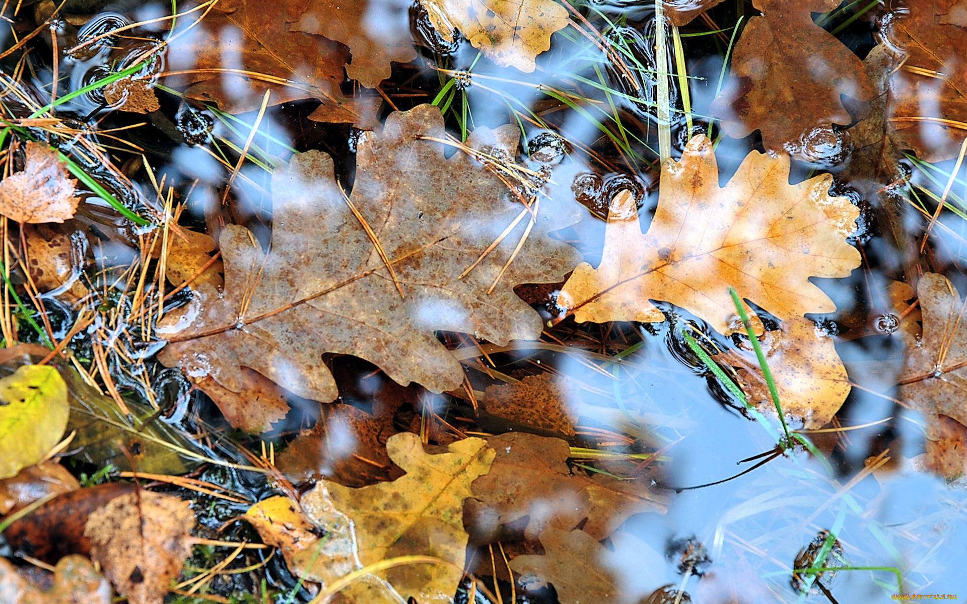 Попав в листья вода с поверхности. Листья в луже. Осенние листья в луже. Листья на воде. Дубовый лист в луже.
