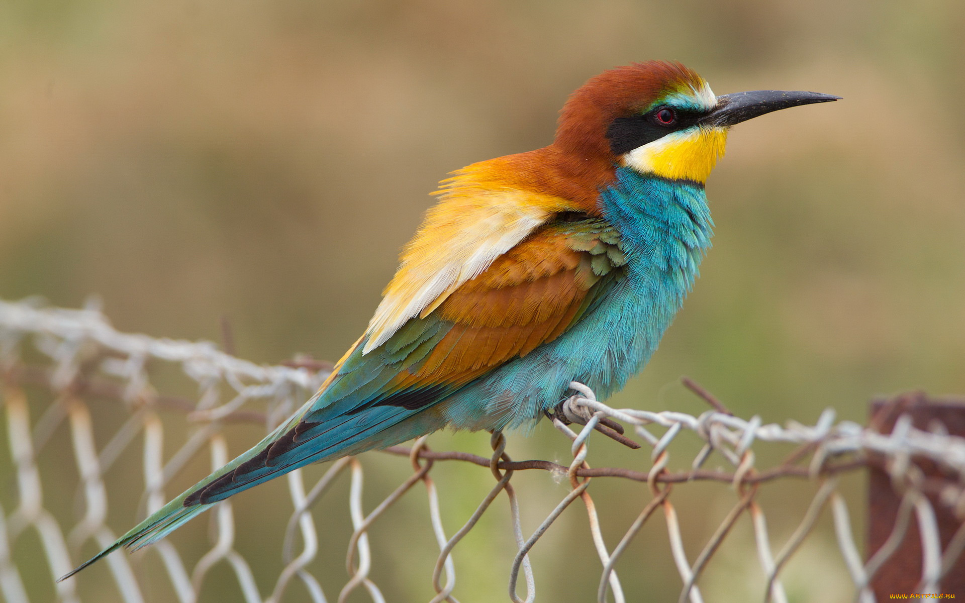 пчелиный щурка золотая. золотистая щурка с шершнем. птичка золотистая щурка. щурка пчелоедка. птичка золотистая щурка.