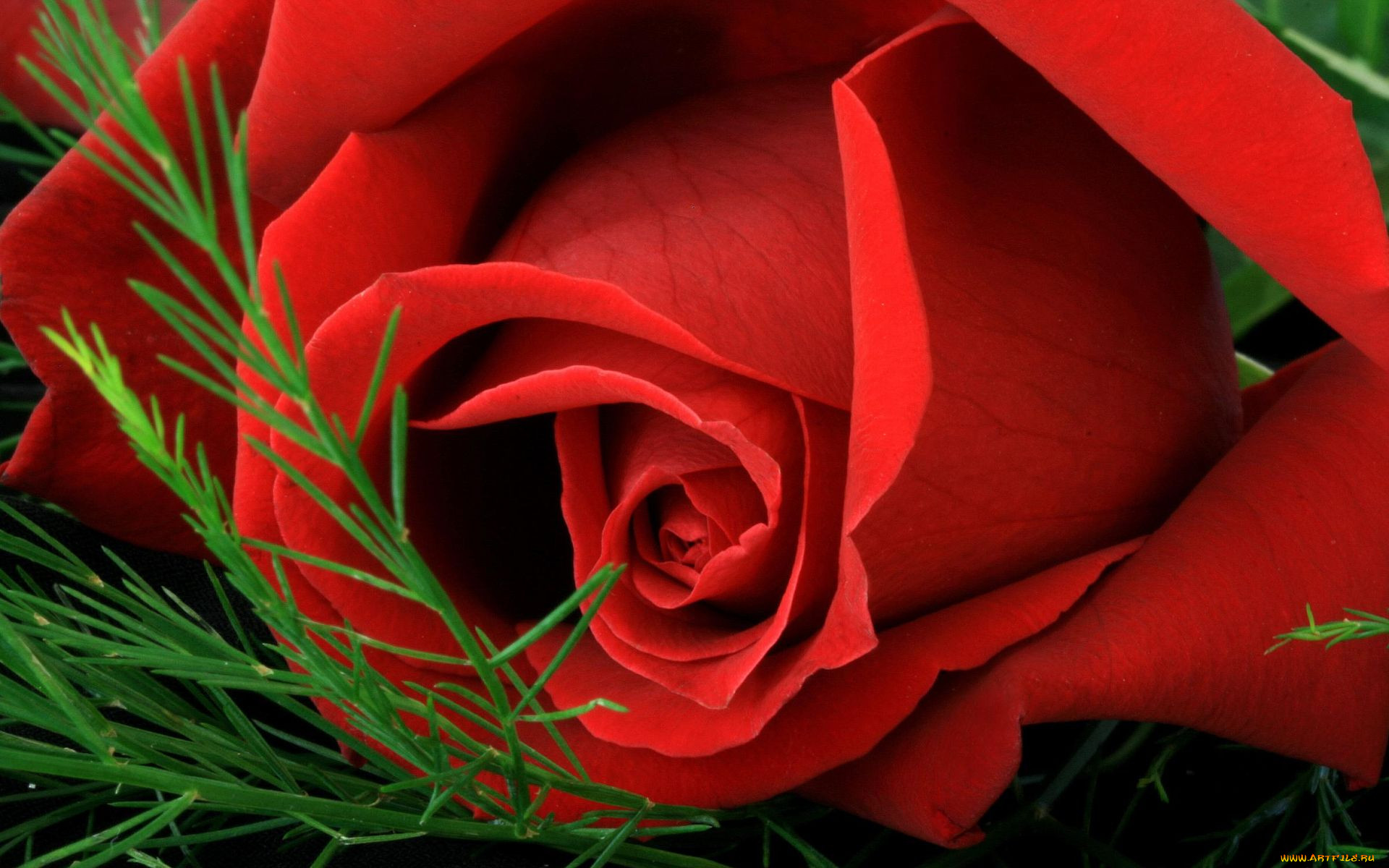 Красные Алые Розы