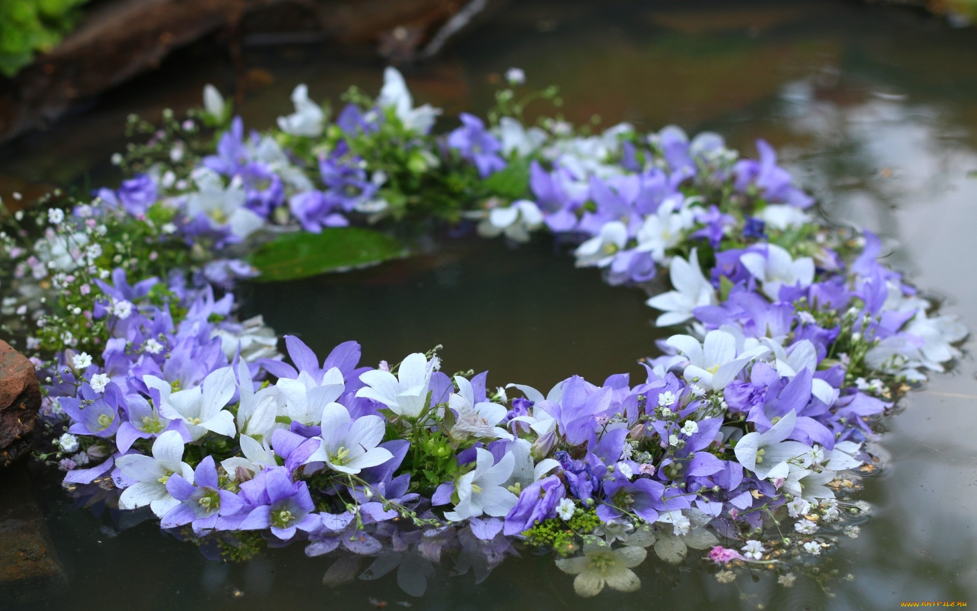 Цветы и вода фото красивые