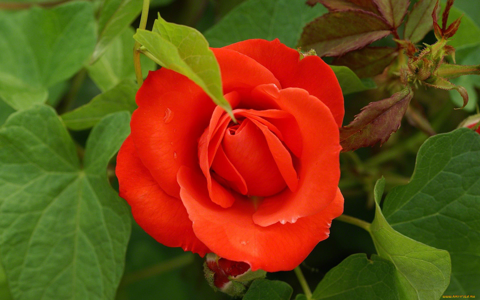 Фото розы виктория