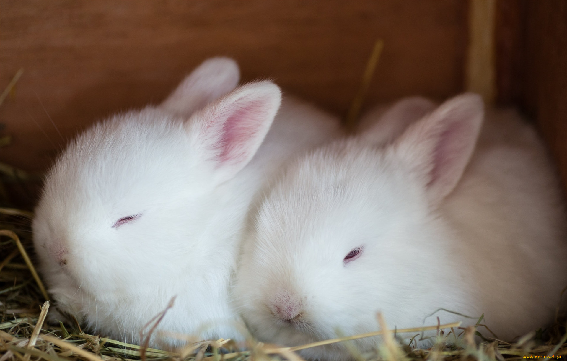 К чему снятся кролики во сне женщине. Кролики. Крольчата. Белый кролик. Маленькие крольчата.