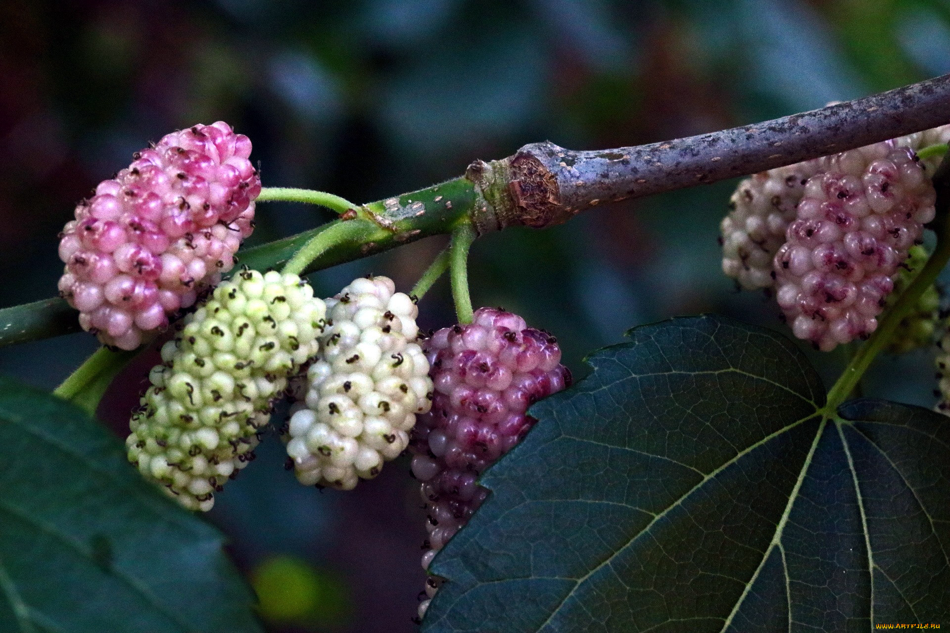 Как выглядит шелковица дерево фото. Mulberry шелковица. Тутовник ягода. Шелковица плакучая ягоды. Тутовник шелковица дерево.