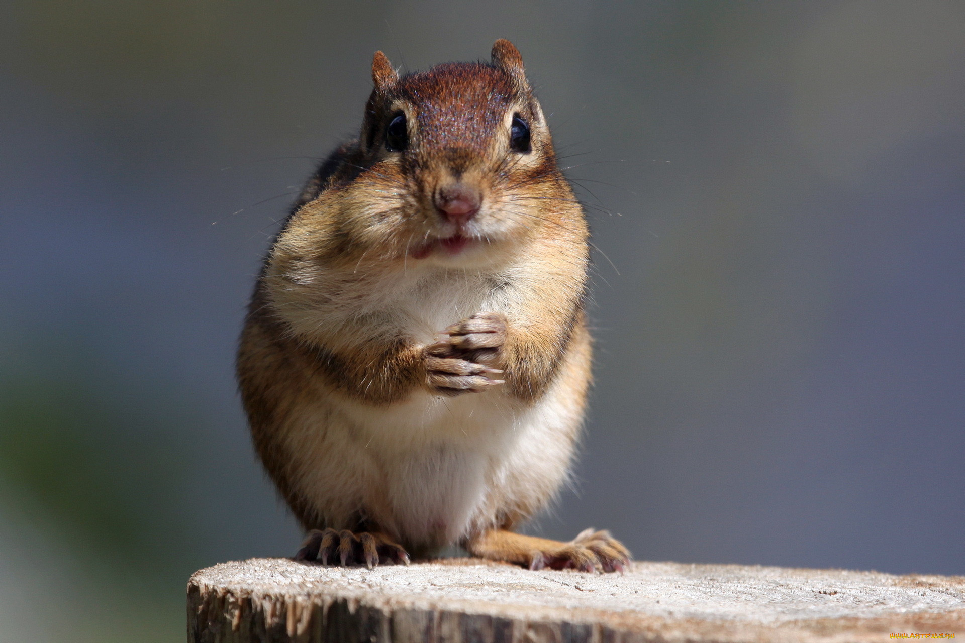 Chipmunk Twitch