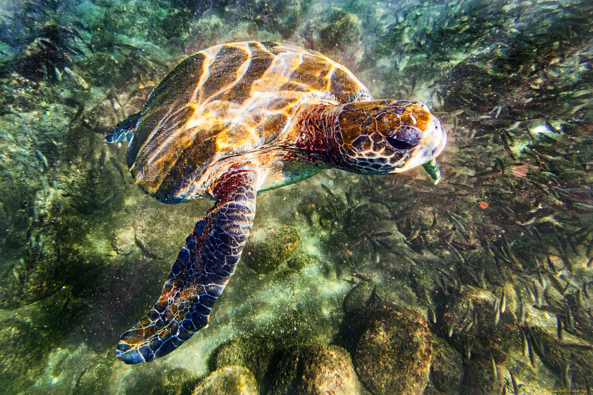 Водные животные фото