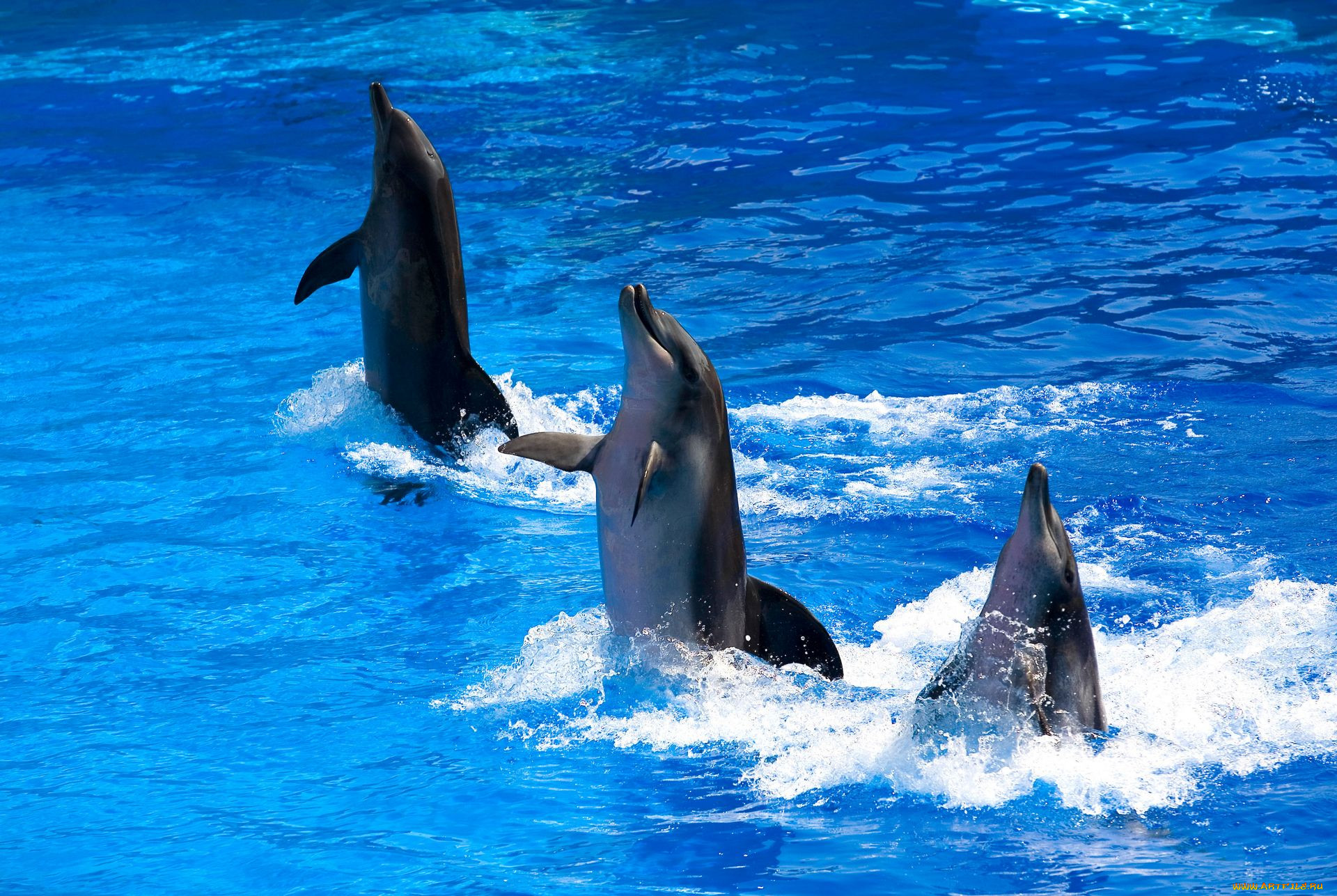 Дельфины фотографии красивые