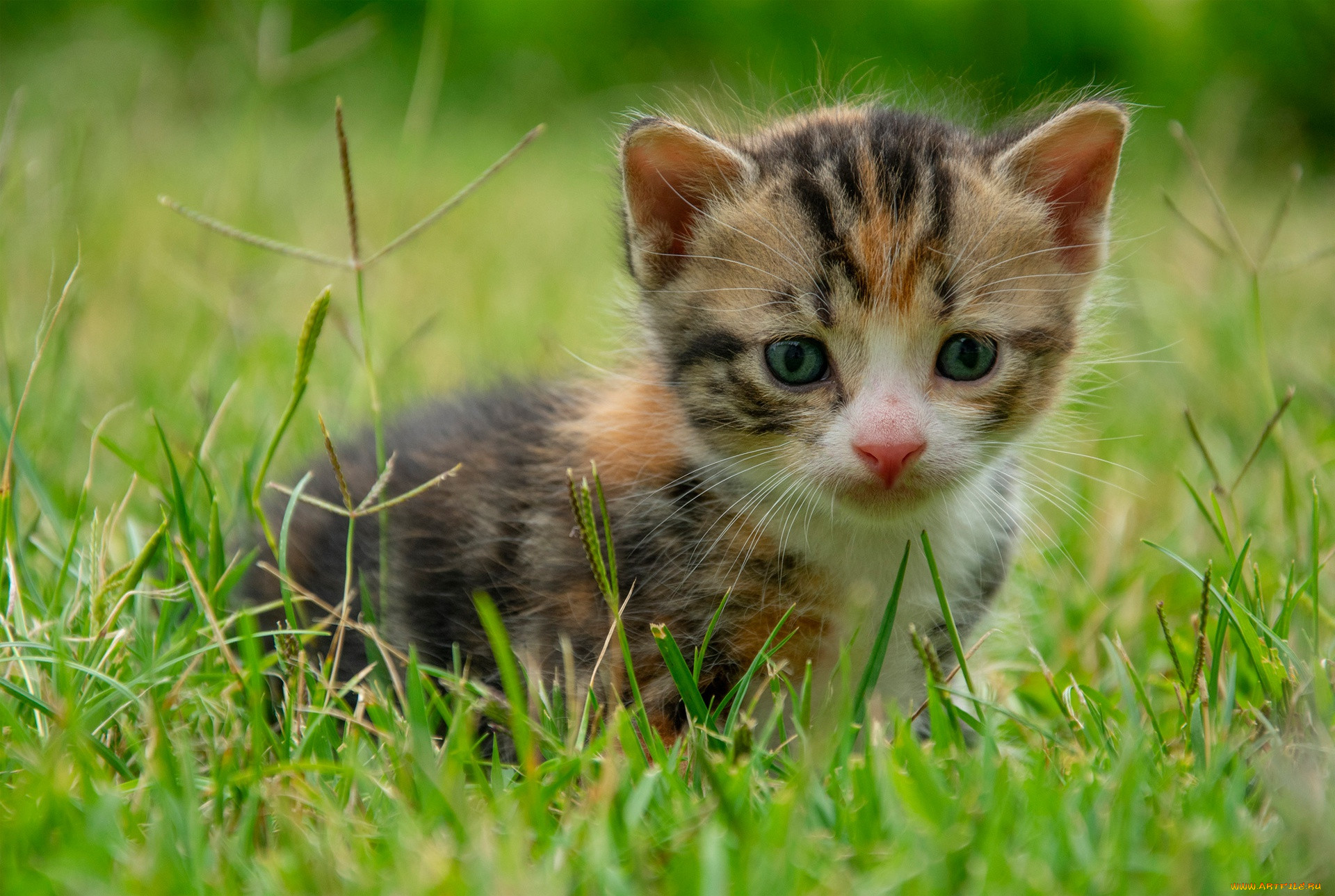 Фото маленьких котят