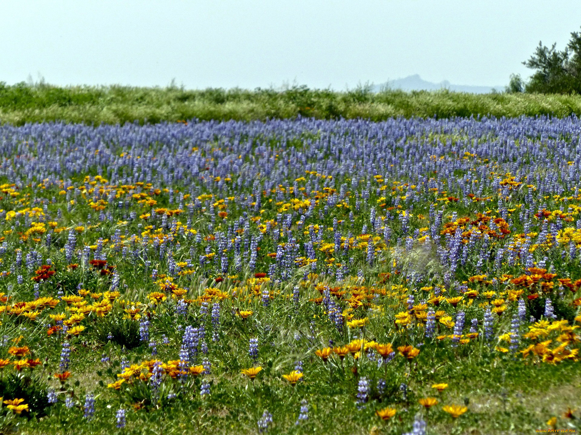 Фото поля с цветами полевыми