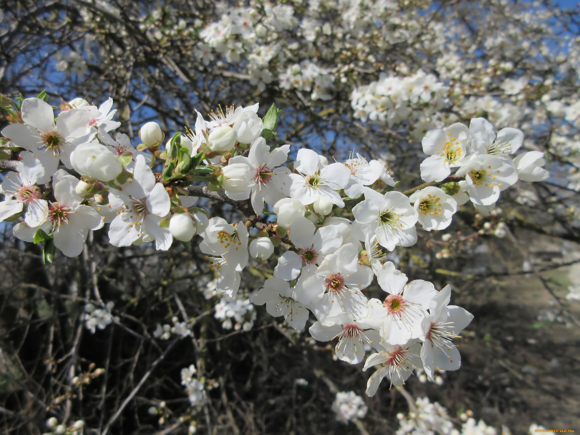 Кустарник с белыми цветами цветет весной фото